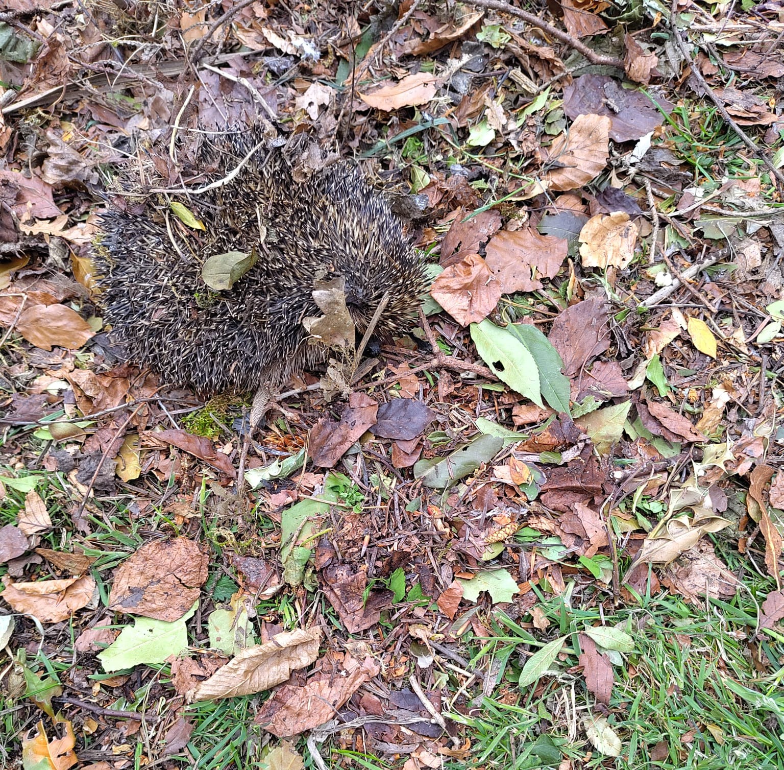 Hedgehog